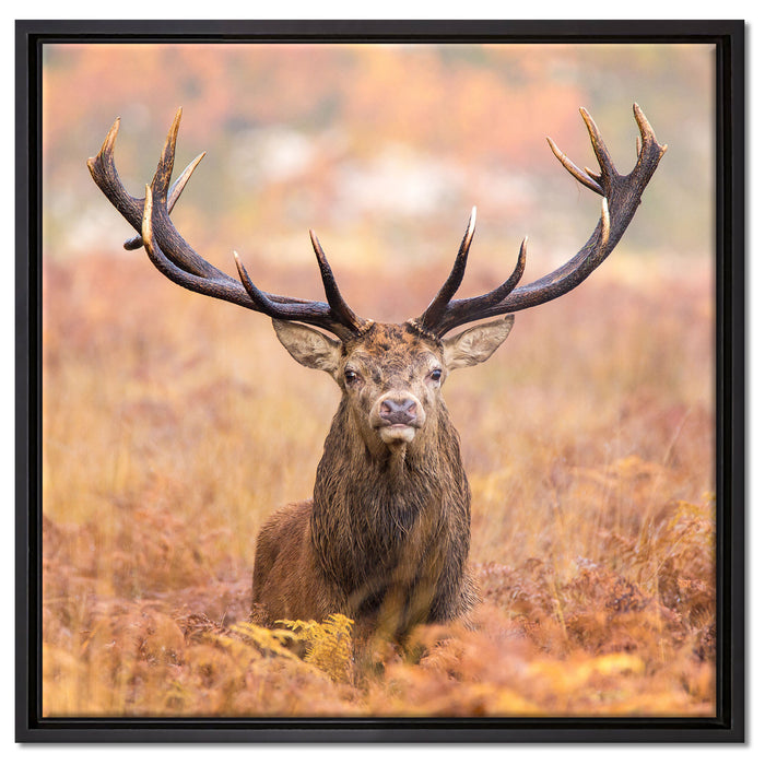 Großer Hirsch im Feld auf Leinwandbild Quadratisch gerahmt Größe 60x60