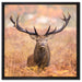 Großer Hirsch im Feld auf Leinwandbild Quadratisch gerahmt Größe 60x60