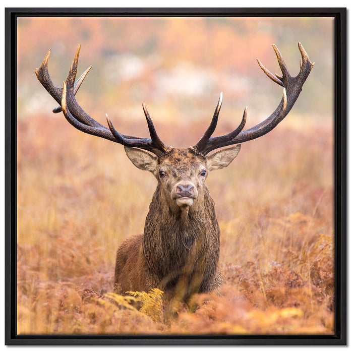 Großer Hirsch im Feld auf Leinwandbild Quadratisch gerahmt Größe 70x70