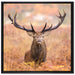 Großer Hirsch im Feld auf Leinwandbild Quadratisch gerahmt Größe 70x70