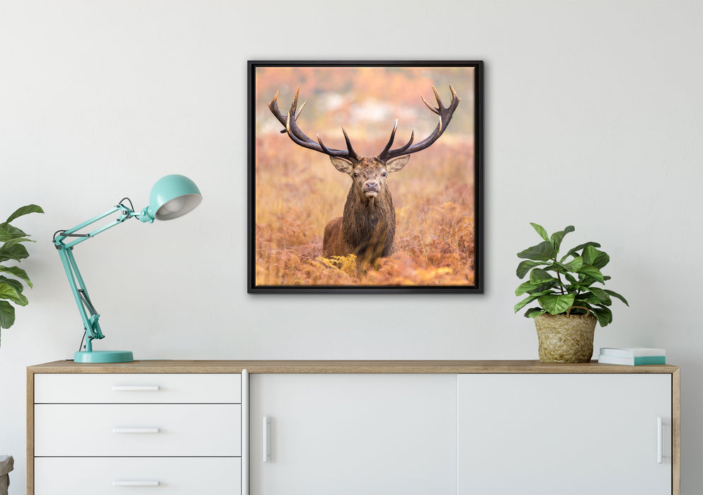 Großer Hirsch im Feld auf Leinwandbild gerahmt Quadratisch verschiedene Größen im Wohnzimmer