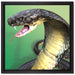 Nahaufnahme einer Cobra auf Leinwandbild Quadratisch gerahmt Größe 40x40