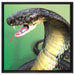 Nahaufnahme einer Cobra auf Leinwandbild Quadratisch gerahmt Größe 60x60