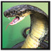 Nahaufnahme einer Cobra auf Leinwandbild Quadratisch gerahmt Größe 70x70