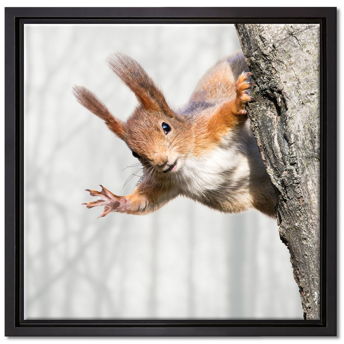Neugierig rotes Eichhörnchen auf Leinwandbild Quadratisch gerahmt Größe 40x40