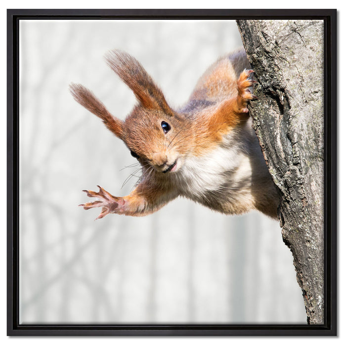Neugierig rotes Eichhörnchen auf Leinwandbild Quadratisch gerahmt Größe 60x60