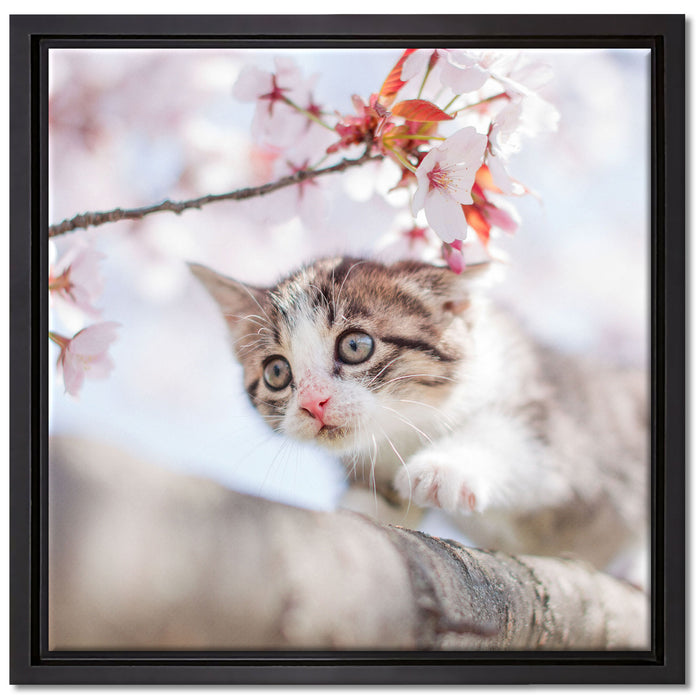 Süßes Kätzchen im Kirschbaum auf Leinwandbild Quadratisch gerahmt Größe 40x40