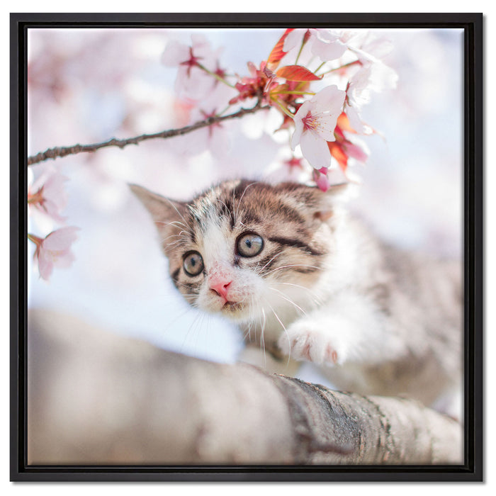 Süßes Kätzchen im Kirschbaum auf Leinwandbild Quadratisch gerahmt Größe 60x60