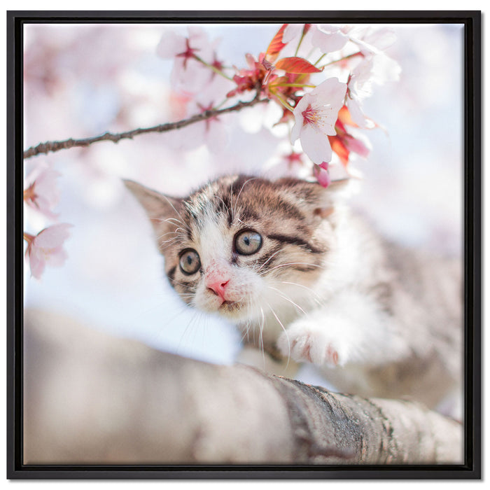 Süßes Kätzchen im Kirschbaum auf Leinwandbild Quadratisch gerahmt Größe 70x70