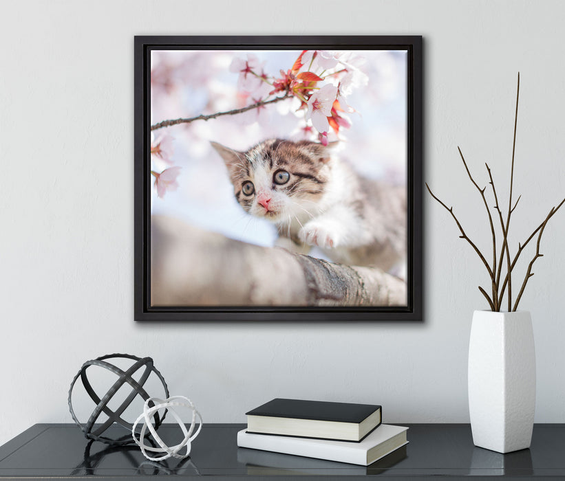 Süßes Kätzchen im Kirschbaum  auf Leinwandbild Quadratisch gerahmt mit Kirschblüten