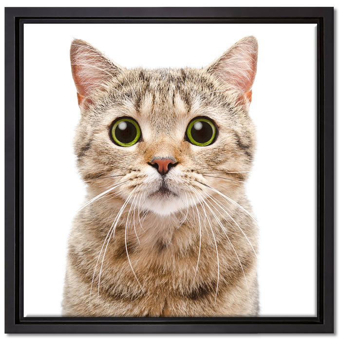 Katze Scottish Straight auf Leinwandbild Quadratisch gerahmt Größe 40x40