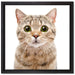 Katze Scottish Straight auf Leinwandbild Quadratisch gerahmt Größe 40x40