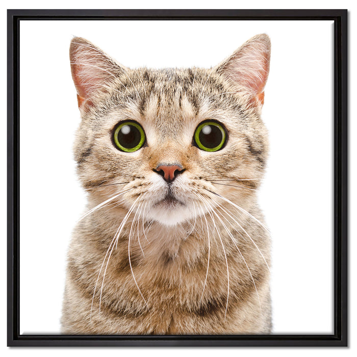 Katze Scottish Straight auf Leinwandbild Quadratisch gerahmt Größe 60x60