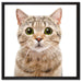 Katze Scottish Straight auf Leinwandbild Quadratisch gerahmt Größe 60x60