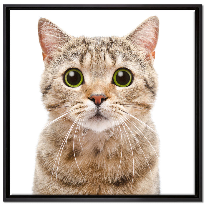 Katze Scottish Straight auf Leinwandbild Quadratisch gerahmt Größe 70x70