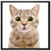 Katze Scottish Straight auf Leinwandbild Quadratisch gerahmt Größe 70x70