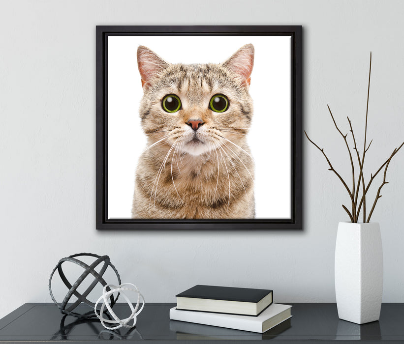 Katze Scottish Straight  auf Leinwandbild Quadratisch gerahmt mit Kirschblüten