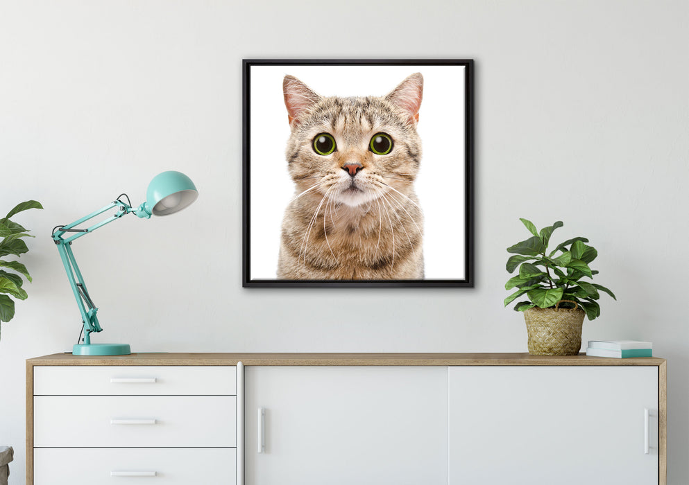 Katze Scottish Straight auf Leinwandbild gerahmt Quadratisch verschiedene Größen im Wohnzimmer
