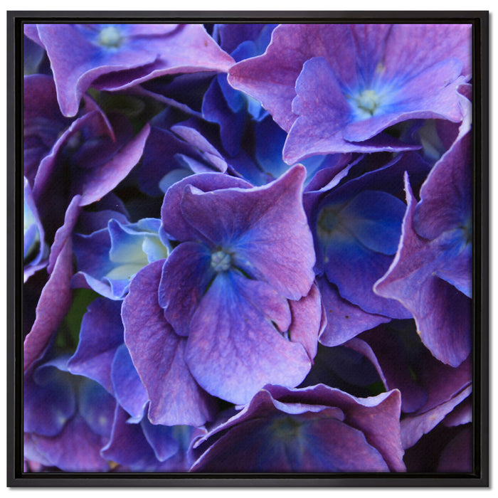 Blaue Hortensien Blüte auf Leinwandbild Quadratisch gerahmt Größe 70x70