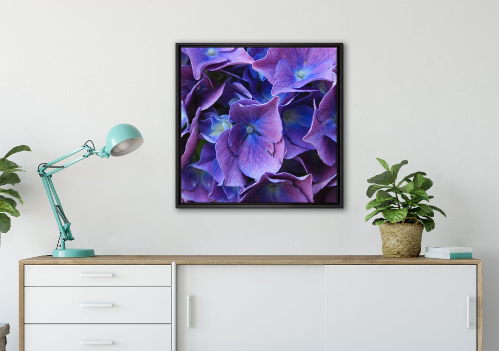 Blaue Hortensien Blüte auf Leinwandbild gerahmt Quadratisch verschiedene Größen im Wohnzimmer