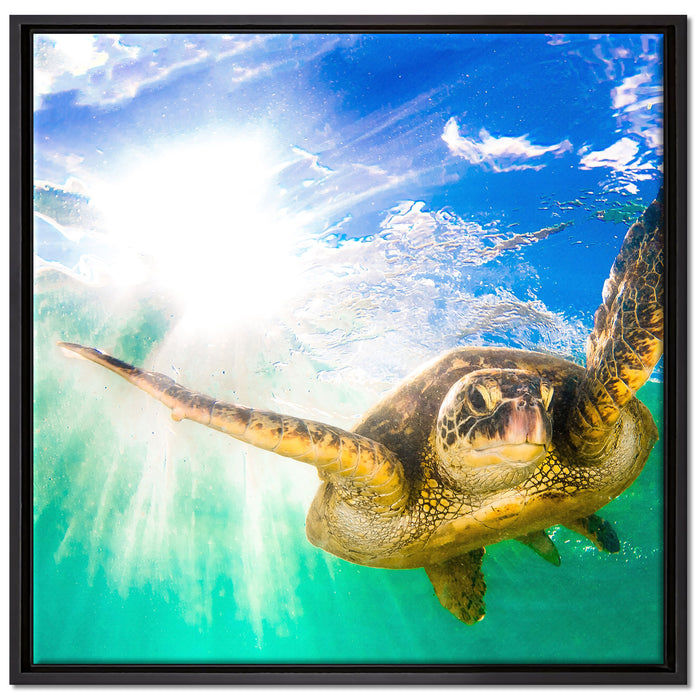 Grüne Meeresschildkröte auf Leinwandbild Quadratisch gerahmt Größe 70x70