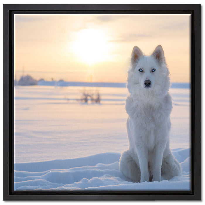 Weißer Wolf im Schnee auf Leinwandbild Quadratisch gerahmt Größe 40x40