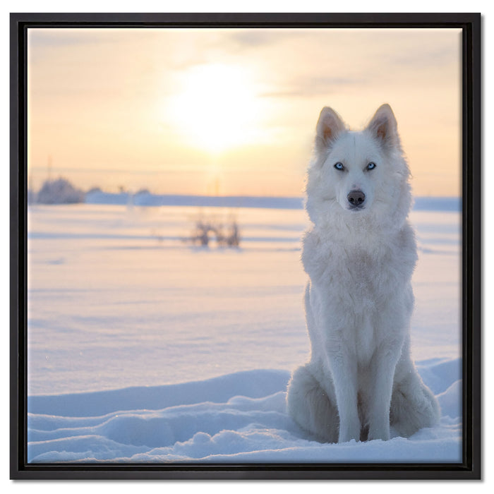 Weißer Wolf im Schnee auf Leinwandbild Quadratisch gerahmt Größe 60x60