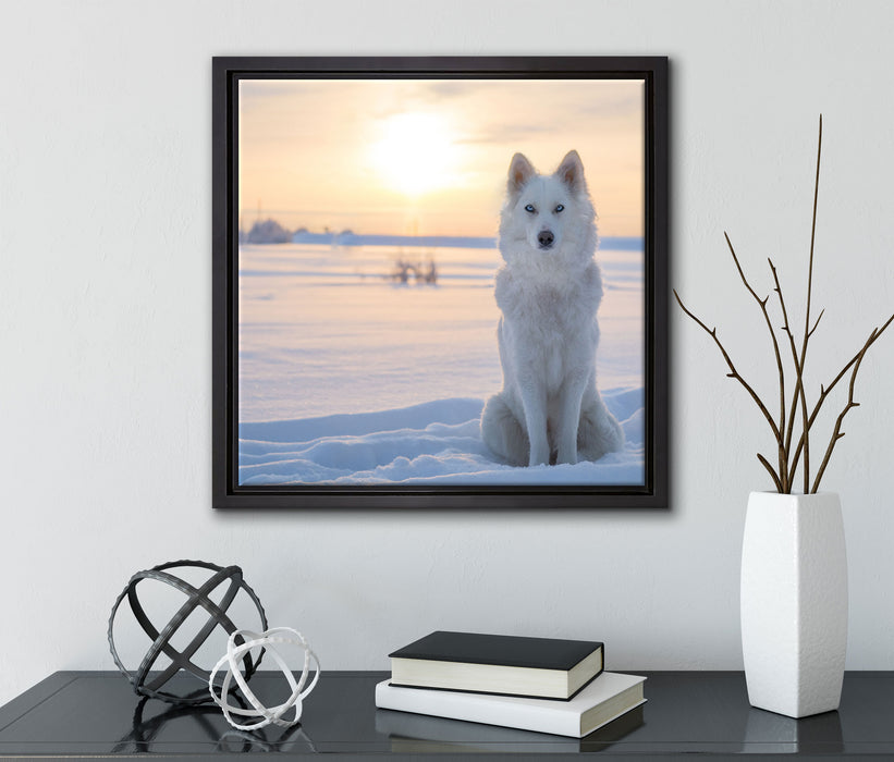 Weißer Wolf im Schnee  auf Leinwandbild Quadratisch gerahmt mit Kirschblüten
