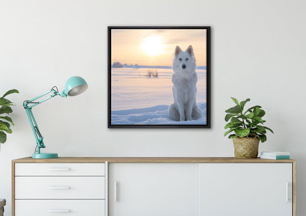 Weißer Wolf im Schnee auf Leinwandbild gerahmt Quadratisch verschiedene Größen im Wohnzimmer