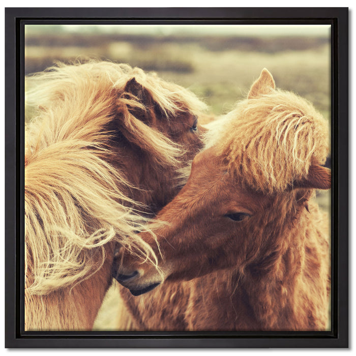 Islandpferde Pony auf Leinwandbild Quadratisch gerahmt Größe 40x40