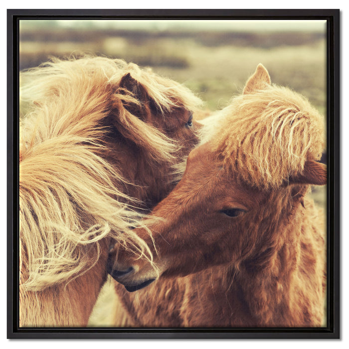 Islandpferde Pony auf Leinwandbild Quadratisch gerahmt Größe 60x60
