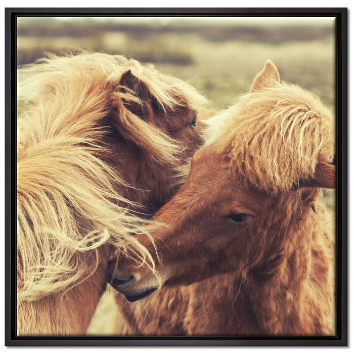 Islandpferde Pony auf Leinwandbild Quadratisch gerahmt Größe 70x70