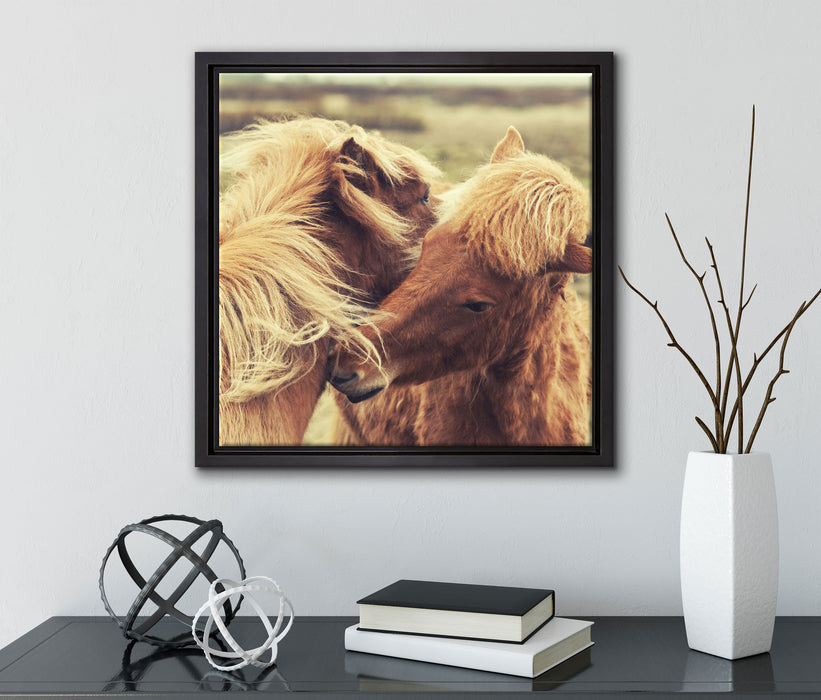 Islandpferde Pony  auf Leinwandbild Quadratisch gerahmt mit Kirschblüten