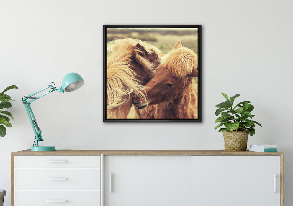 Islandpferde Pony auf Leinwandbild gerahmt Quadratisch verschiedene Größen im Wohnzimmer