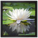 Weiße Lotusblume im Wasser auf Leinwandbild Quadratisch gerahmt Größe 40x40