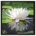Weiße Lotusblume im Wasser auf Leinwandbild Quadratisch gerahmt Größe 60x60