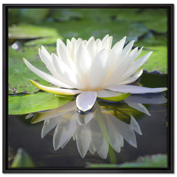 Weiße Lotusblume im Wasser auf Leinwandbild Quadratisch gerahmt Größe 70x70