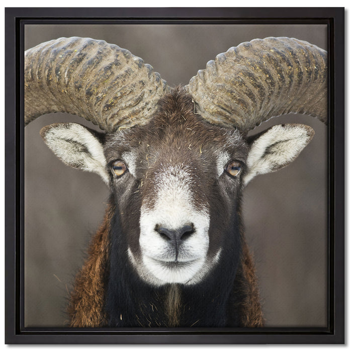 Mufflon Porträt auf Leinwandbild Quadratisch gerahmt Größe 40x40