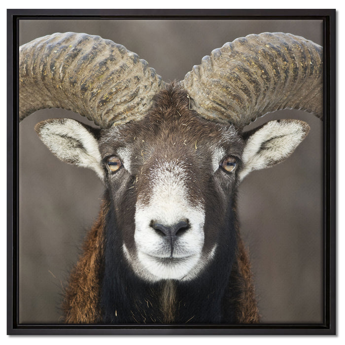 Mufflon Porträt auf Leinwandbild Quadratisch gerahmt Größe 60x60