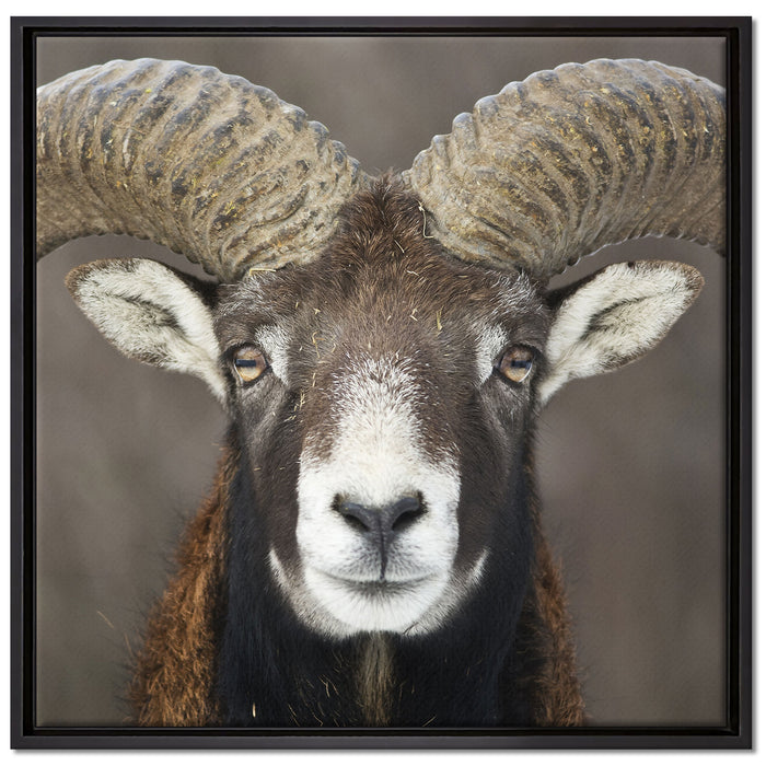 Mufflon Porträt auf Leinwandbild Quadratisch gerahmt Größe 70x70