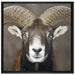 Mufflon Porträt auf Leinwandbild Quadratisch gerahmt Größe 70x70
