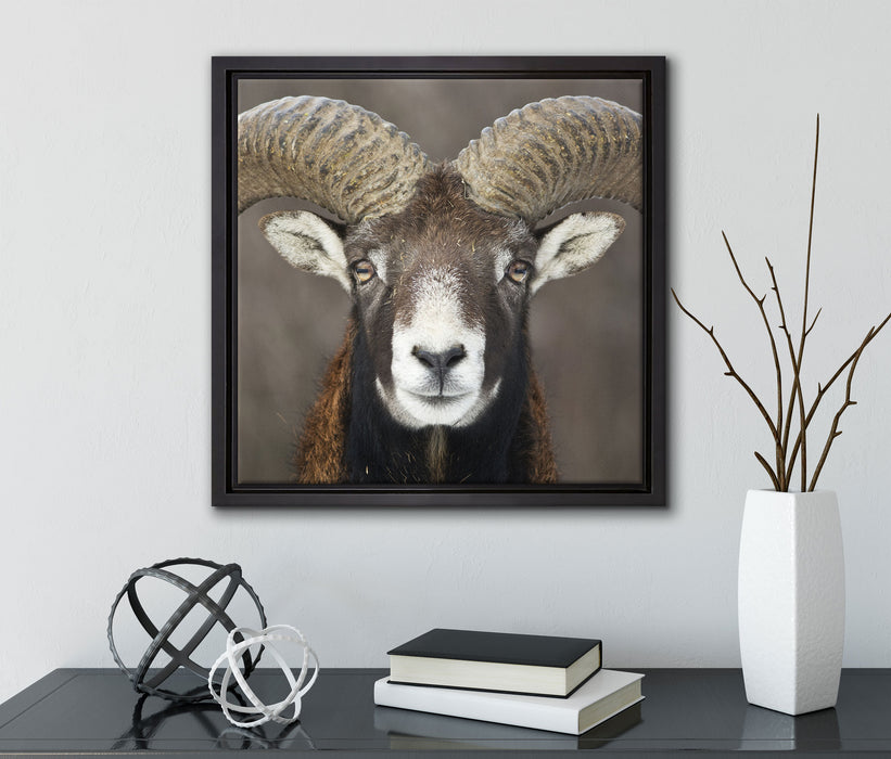 Mufflon Porträt  auf Leinwandbild Quadratisch gerahmt mit Kirschblüten