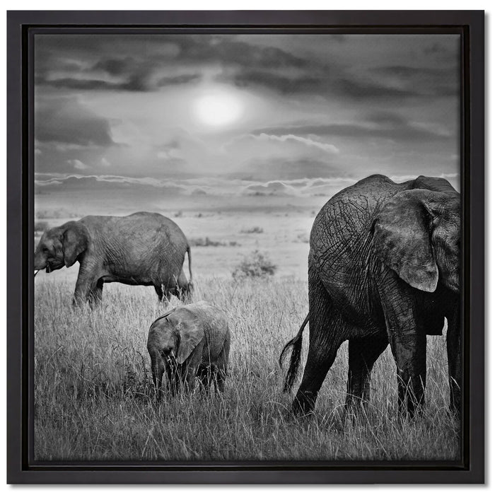 Elefanten in der Savanne auf Leinwandbild Quadratisch gerahmt Größe 40x40
