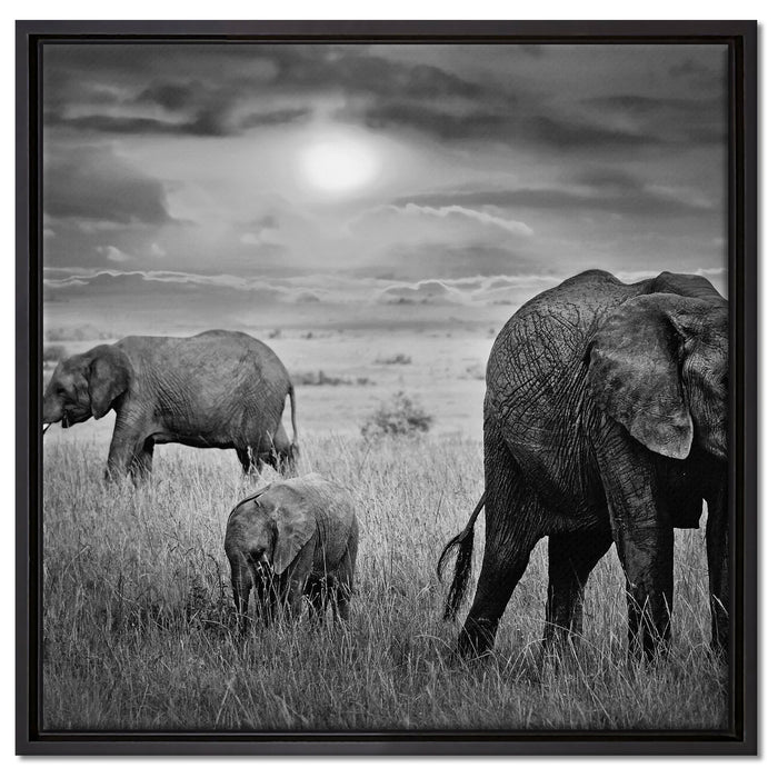 Elefanten in der Savanne auf Leinwandbild Quadratisch gerahmt Größe 60x60
