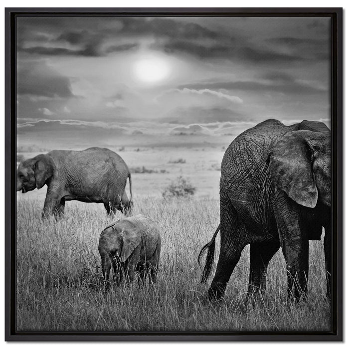 Elefanten in der Savanne auf Leinwandbild Quadratisch gerahmt Größe 70x70