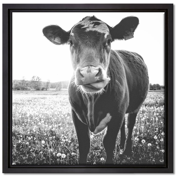 Kuh auf Butterblumenwiese auf Leinwandbild Quadratisch gerahmt Größe 40x40
