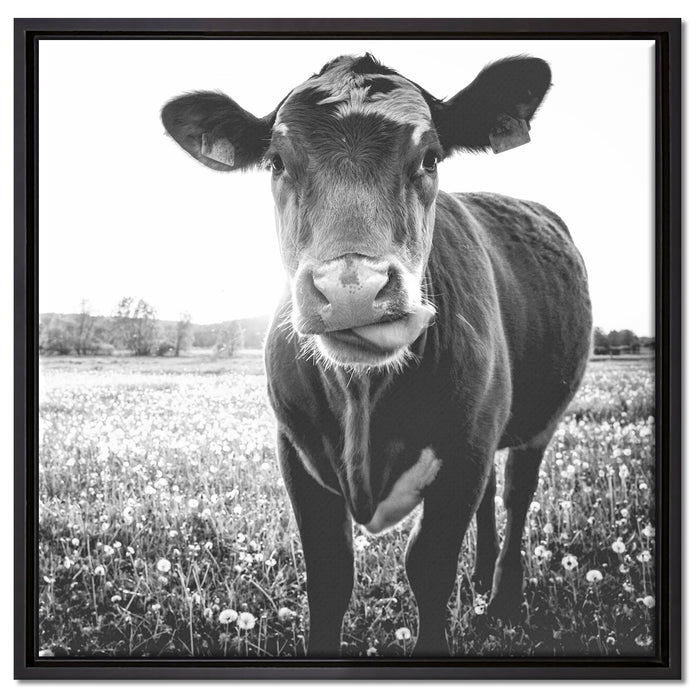 Kuh auf Butterblumenwiese auf Leinwandbild Quadratisch gerahmt Größe 60x60