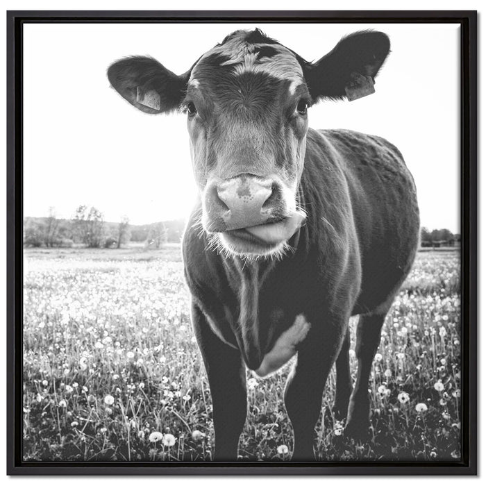 Kuh auf Butterblumenwiese auf Leinwandbild Quadratisch gerahmt Größe 70x70