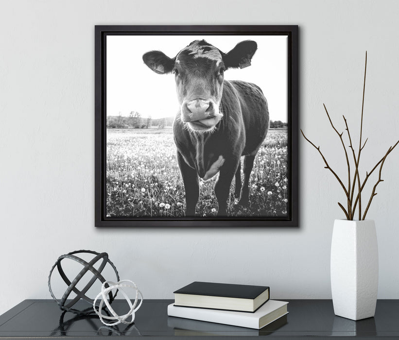 Kuh auf Butterblumenwiese  auf Leinwandbild Quadratisch gerahmt mit Kirschblüten