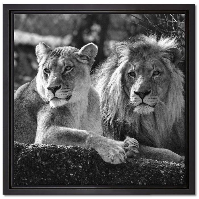 interessiertes Löwenpaar Kunst B&W auf Leinwandbild Quadratisch gerahmt Größe 40x40